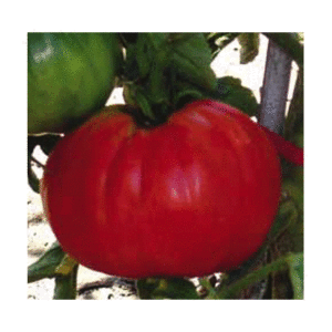 tomate red pear gigante del vomano