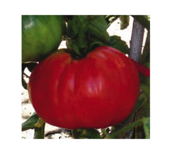 Tomate – Poire rouge Gigante del Vomano