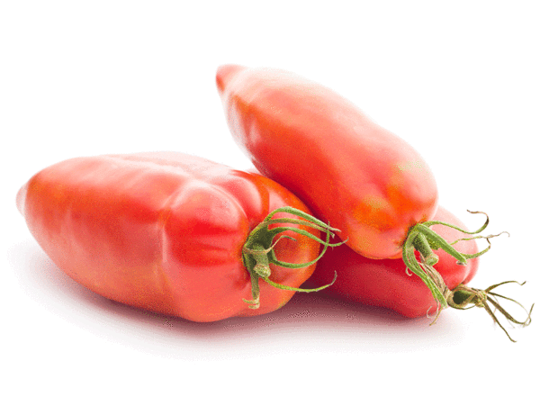 tomate san marzano gigante