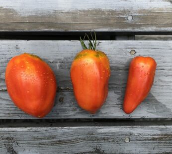 Tomate – Coeur de boeuf Spécial