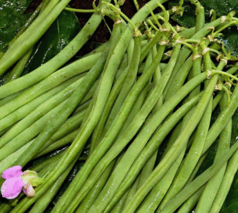 Haricot – Mascaret extra-fin buisson vert