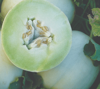 Melon – Miel Green Flesh