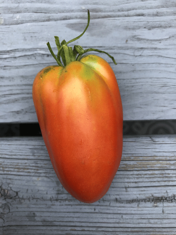 tomate coeur de boeuf