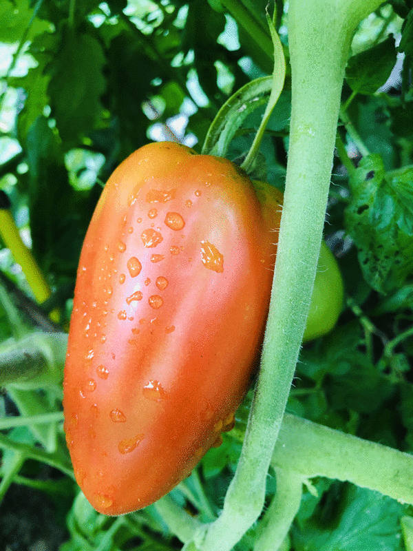 tomate coeur de boeuf