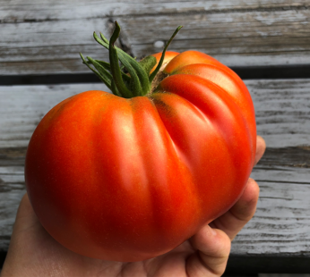 Tomate – Homestead (de type Supersteak)