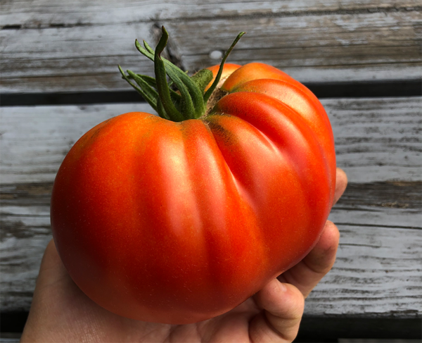 tomate homestead supersteak