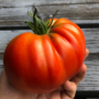 tomate homestead supersteak