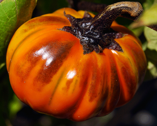 aubergine turkish orange