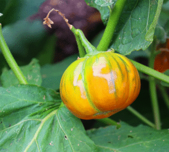 Aubergine – Turque Orange