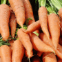 carotte danvers