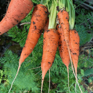 carrotte kuroda