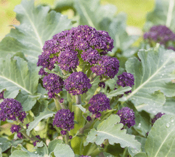 Brocoli – Purple Sprouting