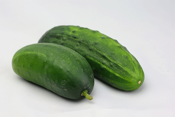 concombre bush pickle