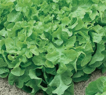 Laitue – Salad Bowl Green