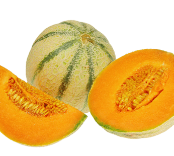 Melon – Cantaloup Charentais