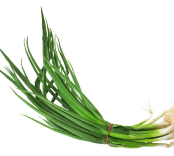Oignon – Evergreen Nebuka blanc