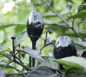 Piment – Black Olive violet