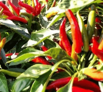 Piment – Hot Poinsettia rouge