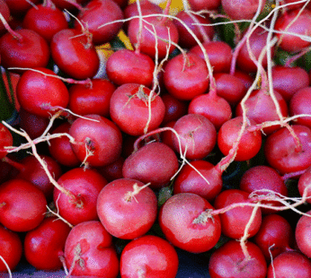Radis – Cherry Belle rouge