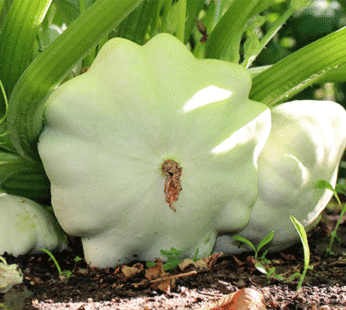 Pâtisson – Early White Bush blanc