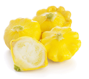 Pâtisson – Yellow Bush jaune