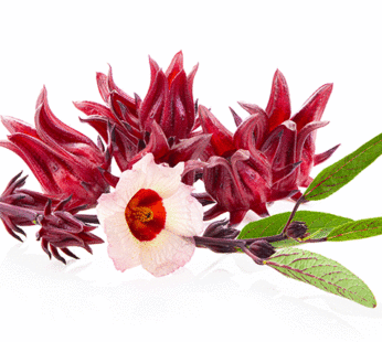 Hibiscus Roselle