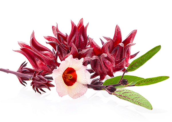 roselle hibiscus