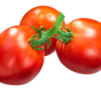 Tomate – Marglobe Améliorée