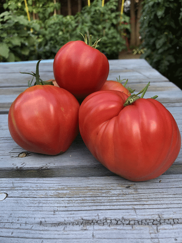 tomate oxheart pink