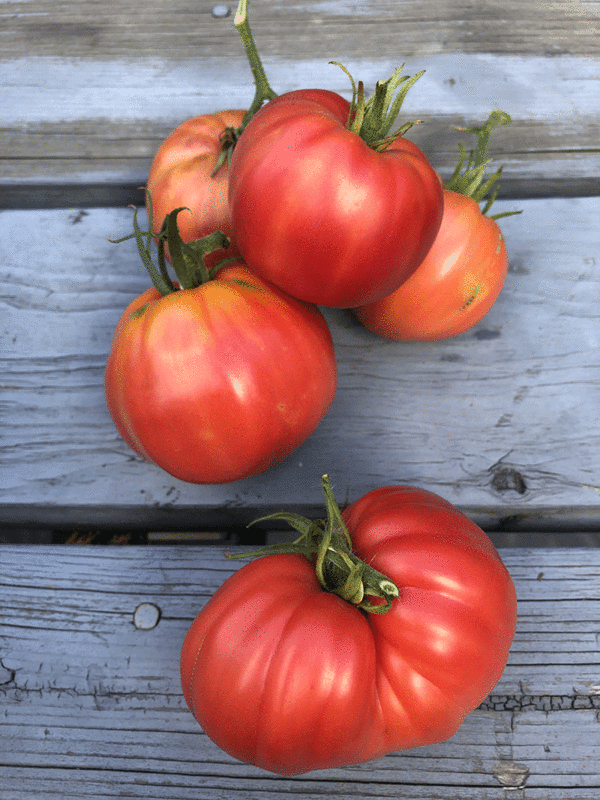 tomate oxheart pink