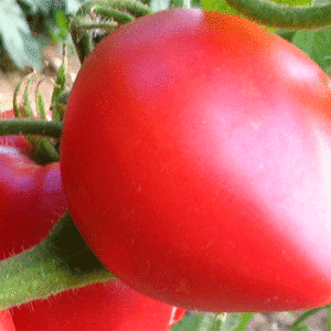 tomate oxheart rose