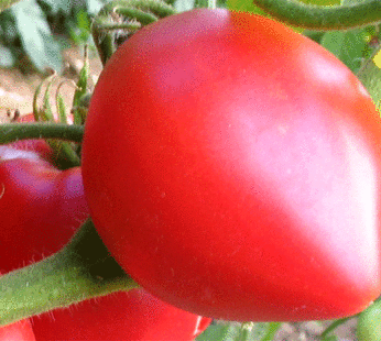Tomate – Oxheart rose