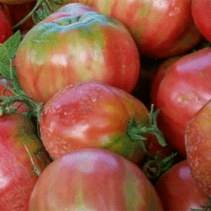 tomate sorrentino