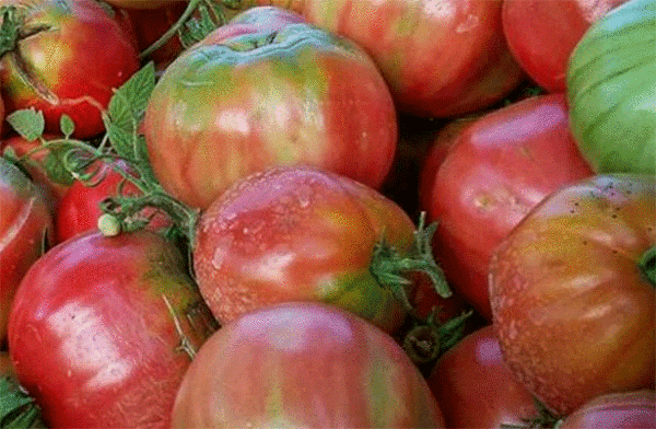 tomate sorrentino