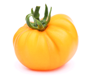 Tomate – Brandywine Jaune