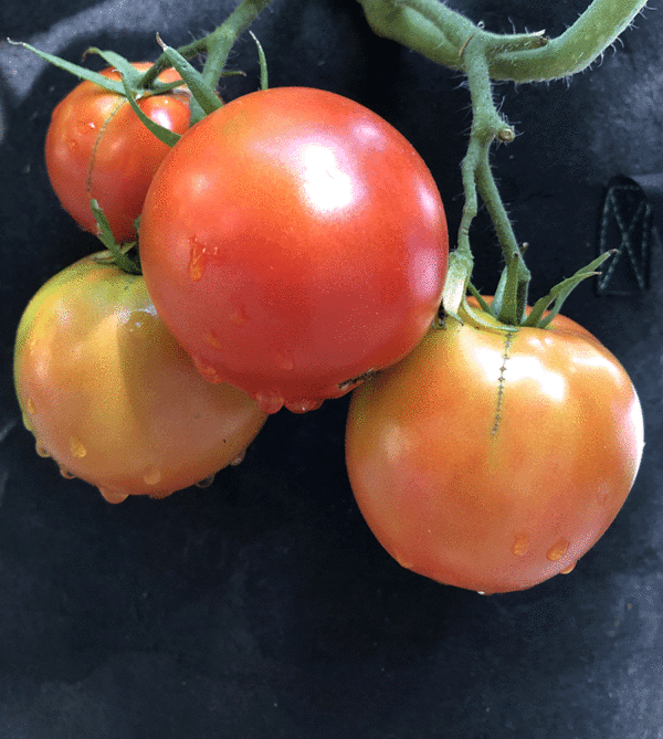 tomate manitoba