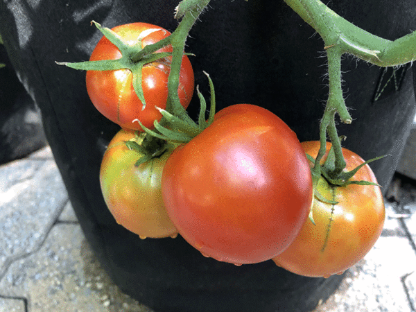 tomate manitoba