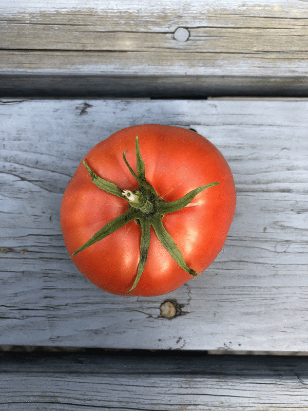 tomate thessaloniki