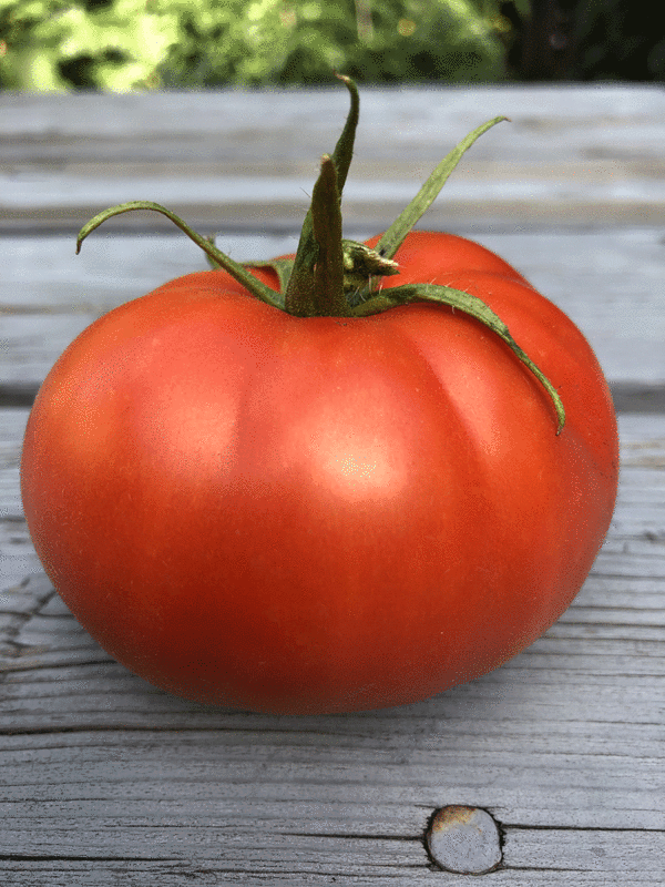 tomate thessaloniki