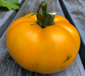 Tomate – Brandywine Jaune