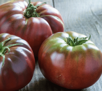Tomate – Brandywine Noire