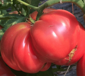 Tomate – Brandywine Rose
