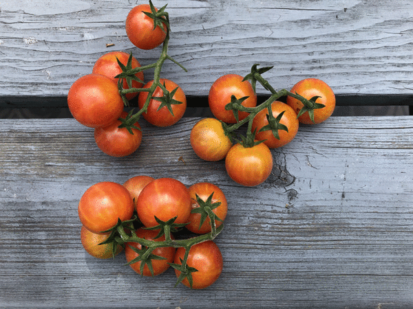 tomate cerise bicolor