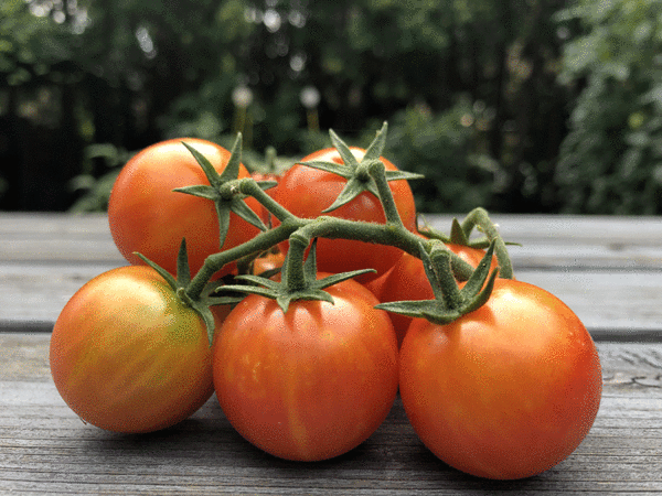 tomate cerise bicolor