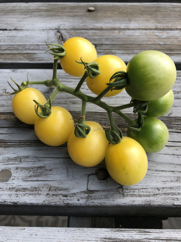 tomate cerise blanche