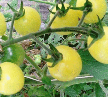 Tomate cerise – White Cherry blanche