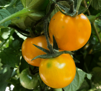 Tomate cerise – Gold Nugget