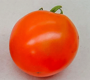 Tomate – Manitoba