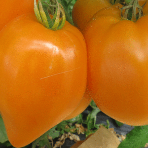 tomate oxheart orange