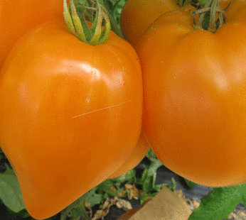 Tomate – Oxheart orange